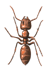 Ant.