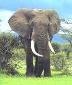 Isn't he beautiful? Take a good look, because you won't get another. The americans have just guaranteed his extinction.